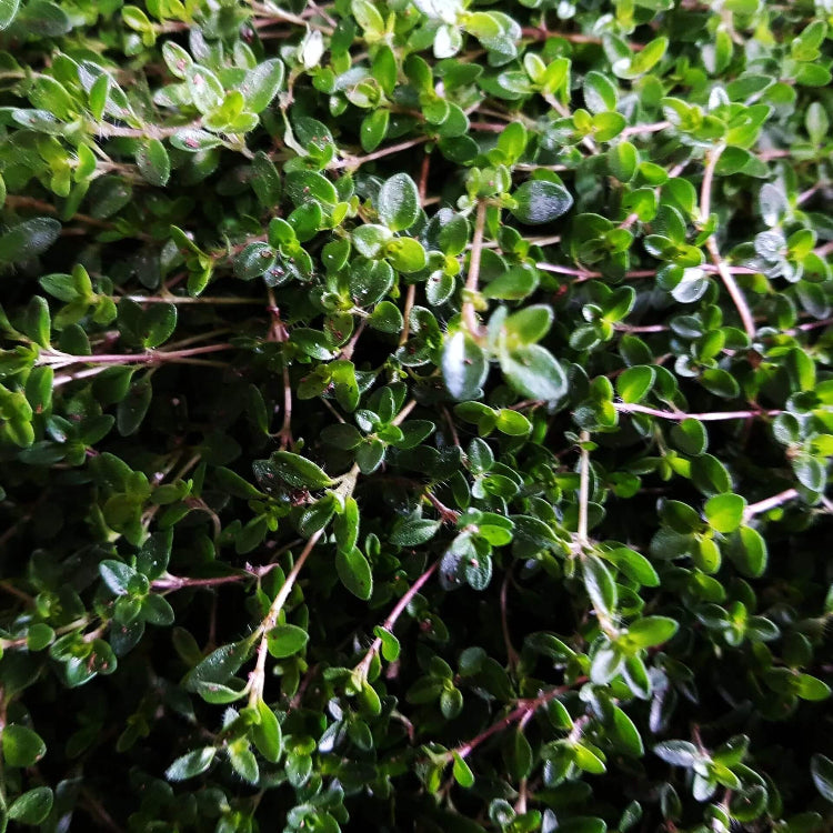 Carpet Thyme Seeds - Flower Plant