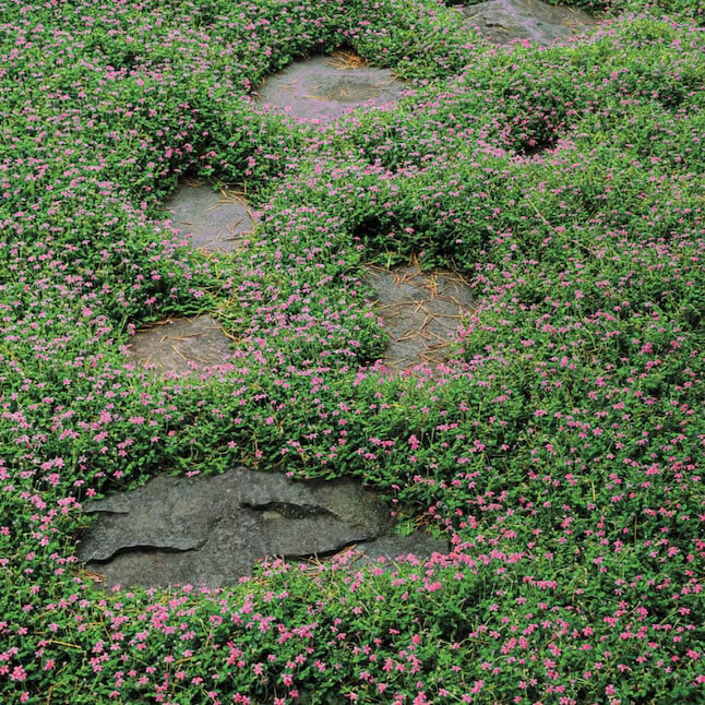 Carpet Thyme Seeds - Flower Plant