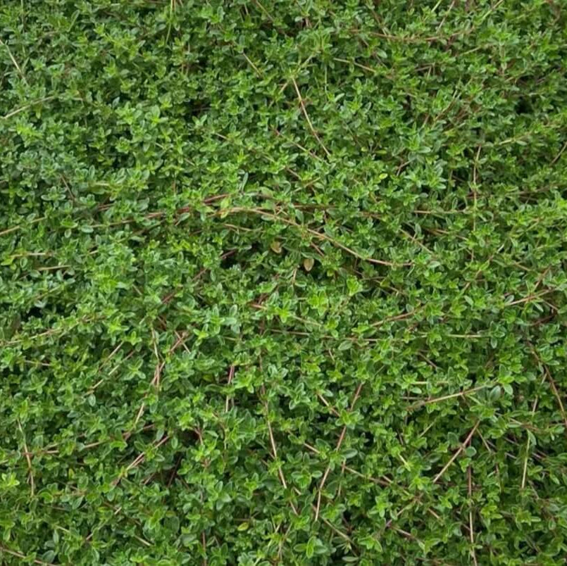 Carpet Thyme Seeds - Flower Plant