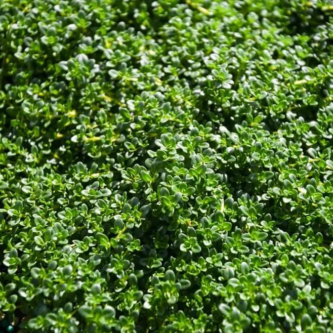 Carpet Thyme Seeds - Flower Plant