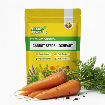 Carrot Seeds – Oxheart