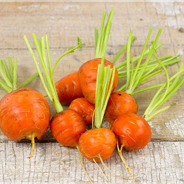 Carrot Seeds – Round