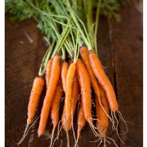 Carrot Seeds – Bambina