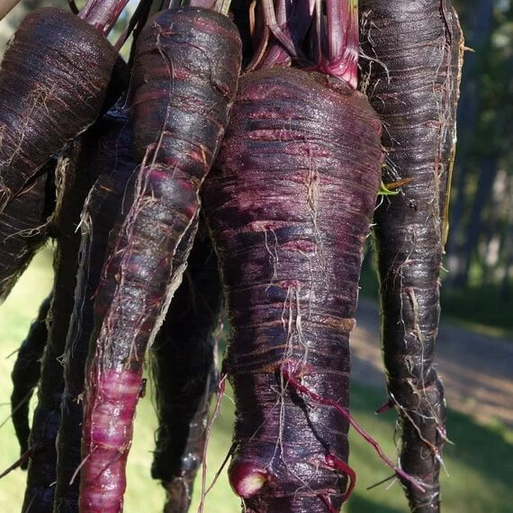 Carrot Seeds – Black