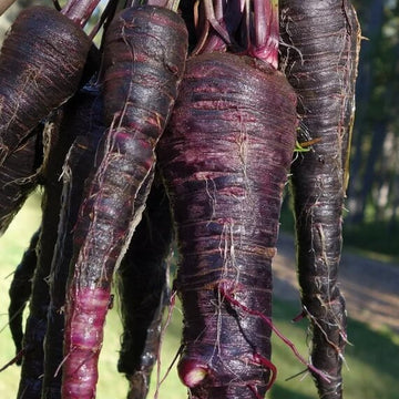 Carrot Seeds – Black