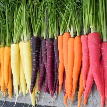 Carrot Seeds – Multi-Colored Mix