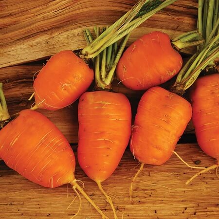 Carrot Seeds – Oxheart