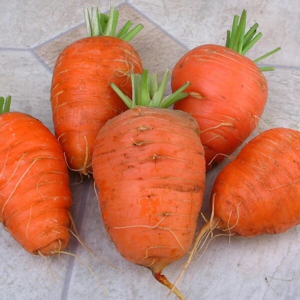 Carrot Seeds – Oxheart