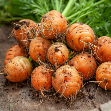 Carrot Seeds – Parisian
