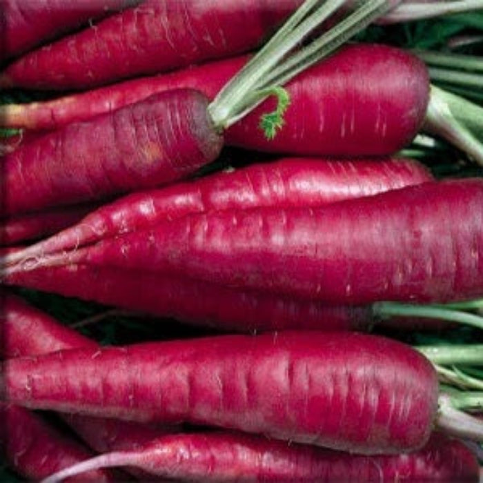 Carrot Seeds – Purple Dragon
