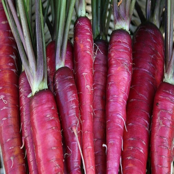 Carrot Seeds – Purple Dragon