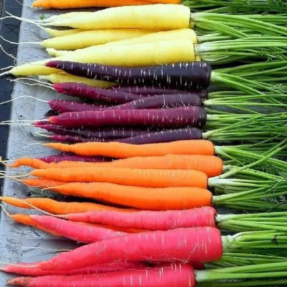 Carrot Seeds – Rainbow Mix