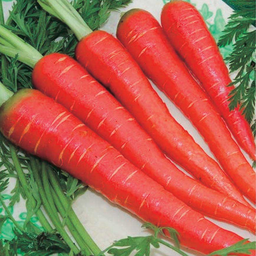 Carrot Seeds – Red