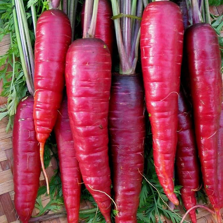Carrot Seeds – Red Giant