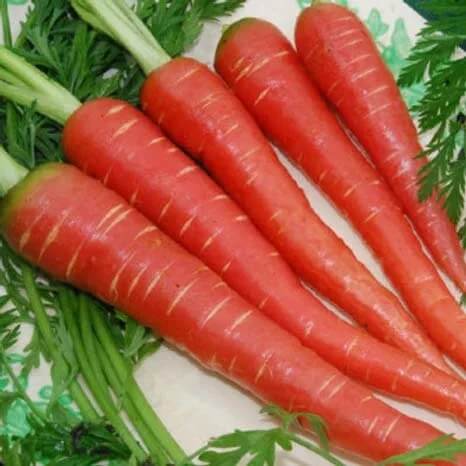 Carrot Seeds – Red Giant