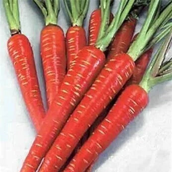 Carrot Seeds – Red