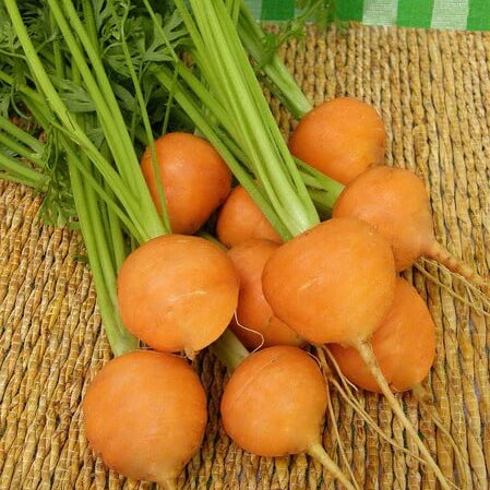 Carrot Seeds – Round