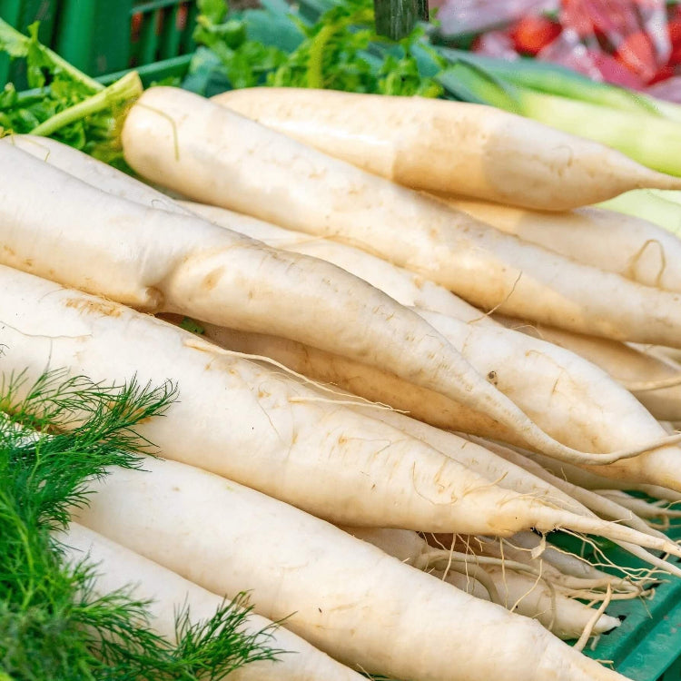 Carrot Seeds – White