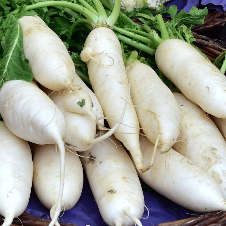 Carrot Seeds – White