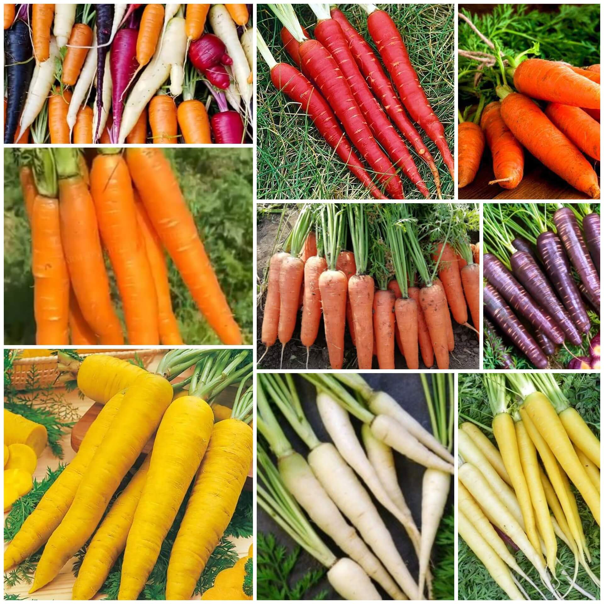 Carrot Seeds - All In One For Home Gardens