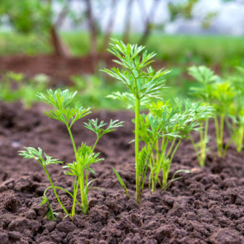Carrot Seeds - All In One For Home Gardens