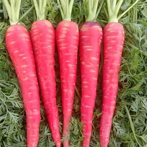 Carrot Seeds – Pink
