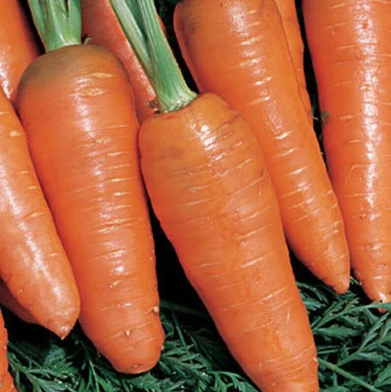 Carrot Seeds – Bambina