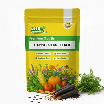 Carrot Seeds – Black