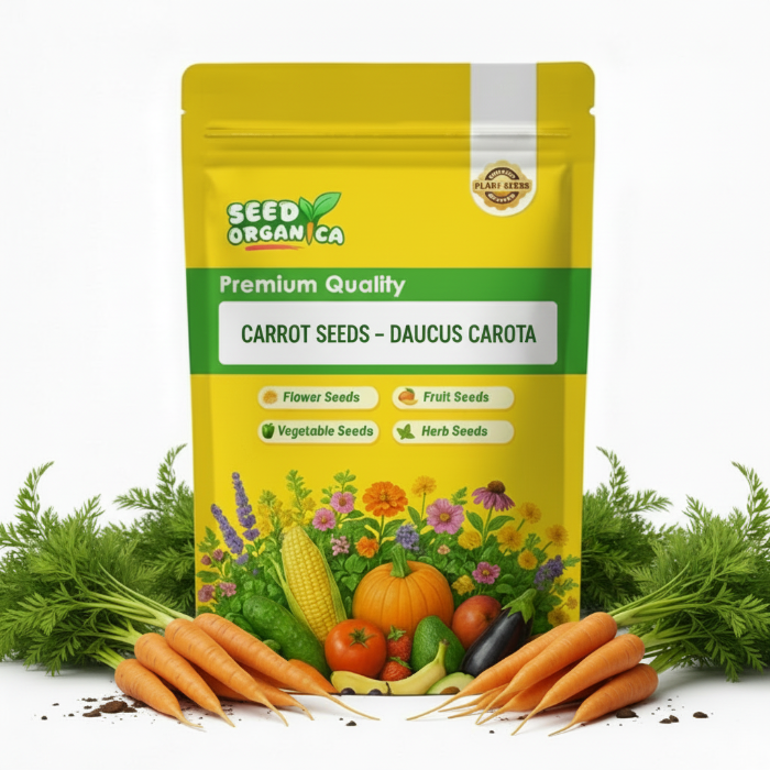 Carrot Seeds – Daucus Carota