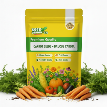 Carrot Seeds – Daucus Carota