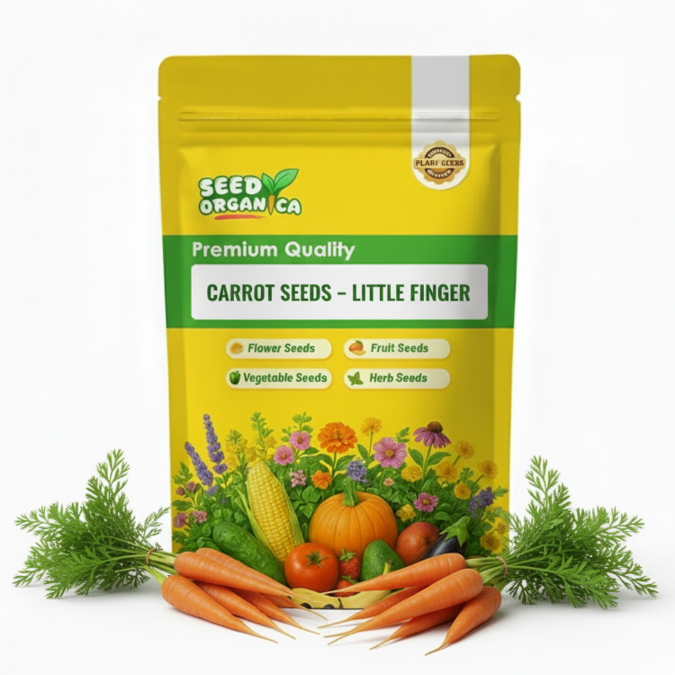 Carrot Seeds – Little Finger