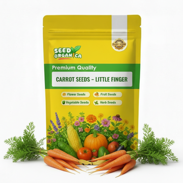 Carrot Seeds – Little Finger