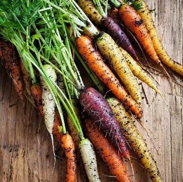 Carrot Seeds – Multi-Colored Daucus Carota
