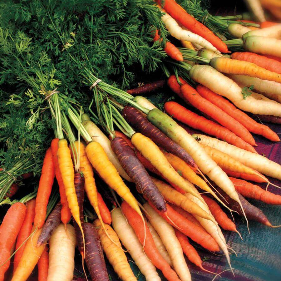 Carrot Seeds – Multi-Colored Mix