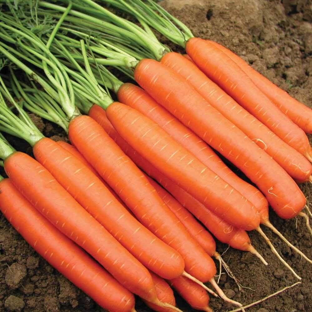 Carrot Seeds – Nantes Scarlet