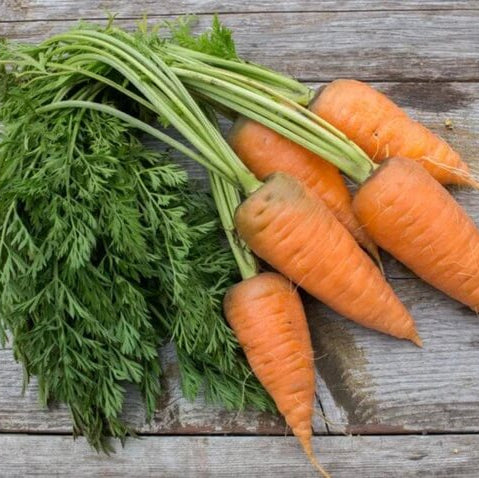 Carrot Seeds – Oxheart