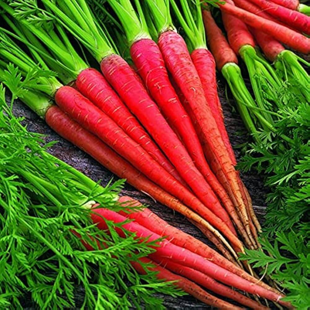 Carrot Seeds – Pink