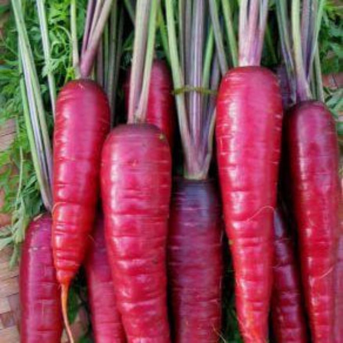Carrot Seeds – Purple Dragon