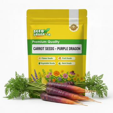 Carrot Seeds – Purple Dragon