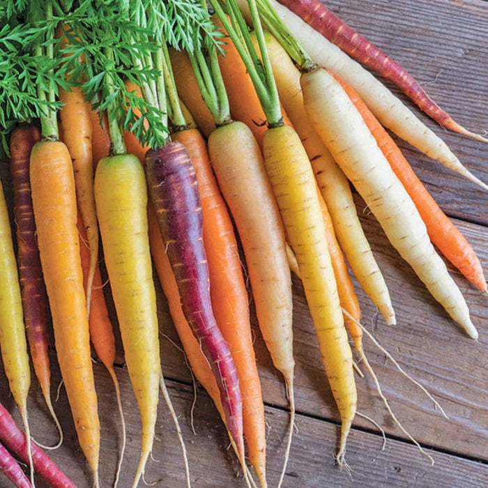 Carrot Seeds – Rainbow Mix