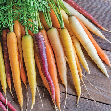 Carrot Seeds – Rainbow Mix