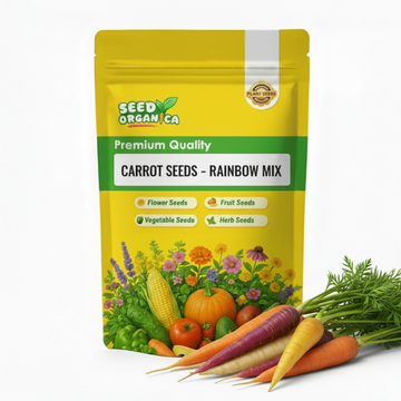 Carrot Seeds – Rainbow Mix