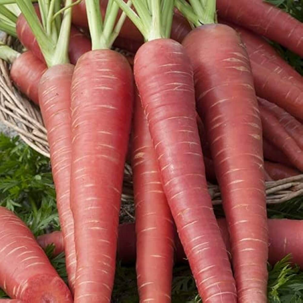 Carrot Seeds – Red Giant