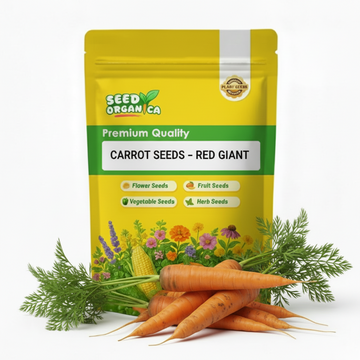 Carrot Seeds – Red Giant