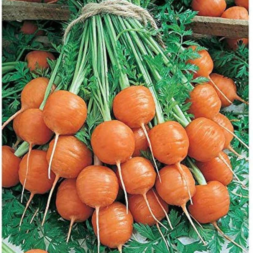 Carrot Seeds – Round
