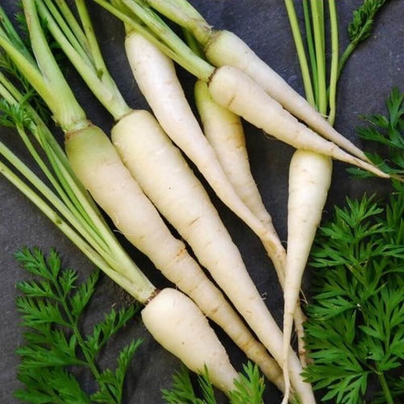 Carrot Seeds – White