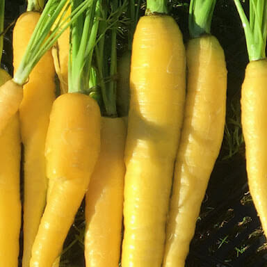 Carrot Seeds – Yellow