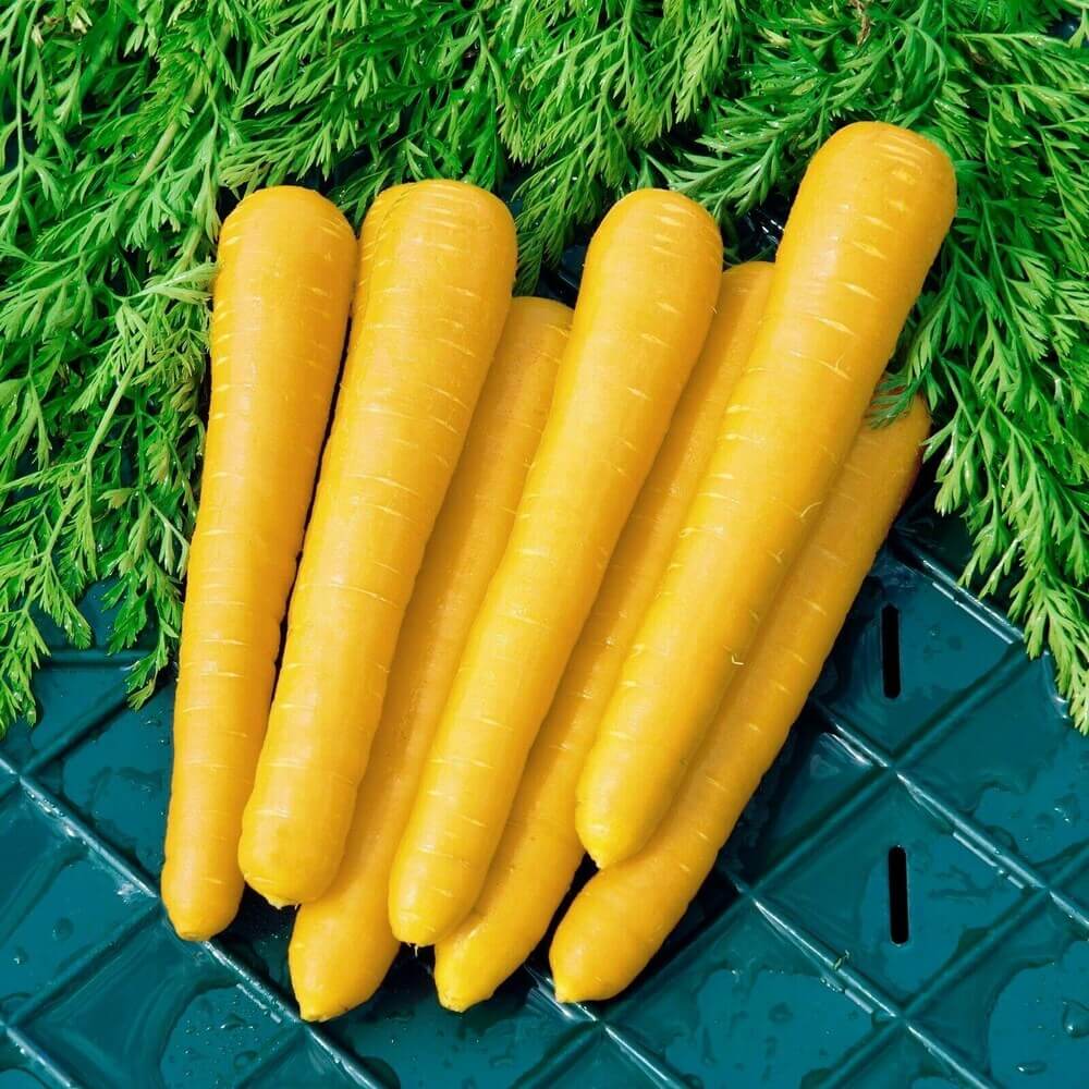 Carrot Seeds – Yellow