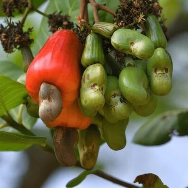 Cashew Apple Seeds