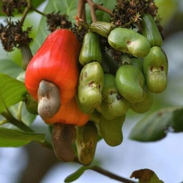 Cashew Apple Seeds